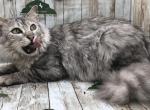 Kuddles - Savannah Cat For Sale - Franklin, NC, US