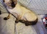 Sally - Devon Rex Cat For Sale - Lynchburg, VA, US