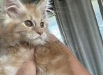 Stevie SOLD - Maine Coon Kitten For Sale - Chillicothe, MO, US