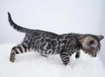 Brown spotted females - Bengal Kitten For Sale - Arvada, CO, US
