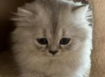 Felix - Scottish Straight Kitten For Sale - Cape Coral, FL, US