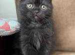 Simon - Scottish Fold Kitten For Sale - Hollywood, FL, US