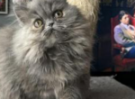 Bear 1 - Persian Kitten For Sale - Wakefield, MA, US