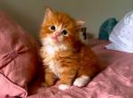 Celtic - Ragamuffin Kitten For Sale - Los Angeles, CA, US