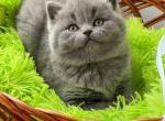 Diana - British Shorthair Kitten For Sale - Hollywood, FL, US