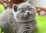 Dizel - British Shorthair Kitten For Sale - Hollywood, FL, US