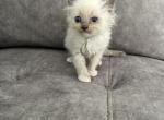 Layla - Ragdoll Kitten For Sale - Midland, NC, US