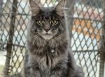 The boys club - Maine Coon Cat For Sale - Monroeville, PA, US