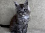Gucci Maine Coon male - Maine Coon Kitten For Sale - Seattle, WA, US