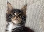 Eric Maine Coon male - Maine Coon Kitten For Sale - Seattle, WA, US