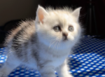 Scottish straight ears kittens - Scottish Fold Kitten For Sale - OH, US