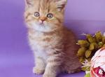 Tiger - British Shorthair Kitten For Sale - Miami, FL, US