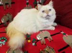 Flame Point Male - Himalayan Cat For Sale - Duvall, WA, US