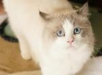 Prince the Ragdoll King of the House - Ragdoll Cat For Sale - Anaheim, CA, US