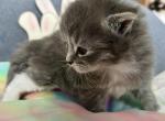 Princess - Ragdoll Kitten For Sale - Syracuse, NY, US