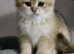 Cleo - Scottish Straight Kitten For Sale - Naperville, IL, US