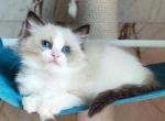 Dendy - Ragdoll Kitten For Sale - Norwalk, CT, US