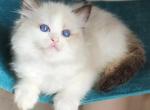 Elisey - Ragdoll Kitten For Sale - Norwalk, CT, US