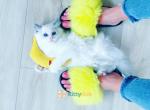 Ragdoll beauty - Ragdoll Kitten For Sale - Fairfax, VA, US