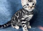 Halk - Bengal Kitten For Sale - Pembroke Pines, FL, US