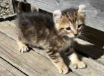 Boy Highland Lynx Polydactyl - Highlander Kitten For Sale - Absarokee, MT, US