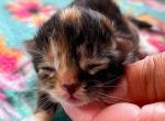 Kiera - Siberian Kitten For Sale - Clintwood, VA, US