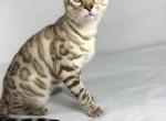 Vulcan and Talulah - Bengal Cat For Sale/Retired Breeding - Tryon, NC, US