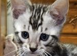 Ninja Silver Male - Bengal Kitten For Sale - Bradner, OH, US