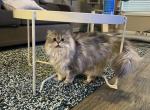 Angelo - Persian Cat For Sale - Atlanta, GA, US