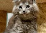 Max - Maine Coon Kitten For Sale - Hollywood, FL, US