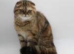 Ramona - Scottish Fold Cat For Sale - 