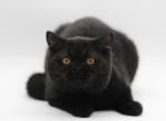 Starla - Scottish Straight Kitten For Sale - 