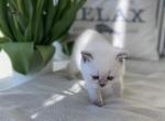 Cinderella - Scottish Straight Kitten For Sale - Damascus, OR, US