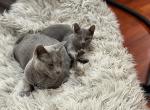 Dune - Russian Blue Kitten For Sale - Boston, MA, US