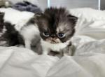 Tiny Tim - Persian Kitten For Sale - Yonkers, NY, US