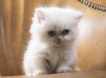 Princess - Minuet Kitten For Sale - Capon Bridge, WV, US