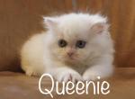 Queenie - Minuet Kitten For Sale - Capon Bridge, WV, US