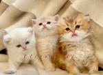 British shorthair kittens - British Shorthair Kitten For Sale - Thornton, CO, US