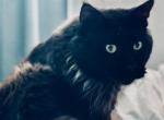 Alfons - Maine Coon Cat For Sale - Jacksonville, FL, US