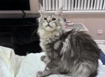 hoodie - Maine Coon Kitten For Sale - IL, US