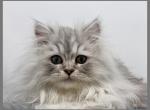 Shaded silver Persian - Persian Kitten For Sale - St. Joseph, MI, US