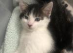 Tyson - Domestic Kitten For Sale - Santa Clarita, CA, US