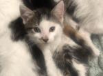 Rex - Turkish Van Kitten For Sale - Santa Clarita, CA, US