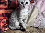 Stunning silver - Egyptian Mau Kitten For Sale - MO, US