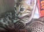 My Sunshine - Bengal Kitten For Sale - MO, US