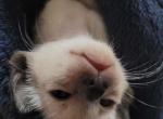 Little Kaeporites - Siamese Kitten For Sale - 
