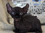 Sphynx Elf Black  Boy Tron - Sphynx Kitten For Sale - Lockport, IL, US