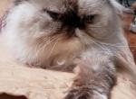 Aspen - Persian Cat For Sale - Plano, TX, US
