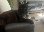 Lola - Domestic Cat For Adoption - Los Angeles, CA, US