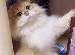 Grasse - Scottish Fold Cat For Sale - 